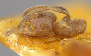 Media type: image;   Entomology 21332 Aspect: habitus dorsal view